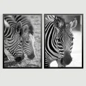 "Zebras II" Conjunto de quadros decorativos